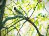 Bird on a Wire